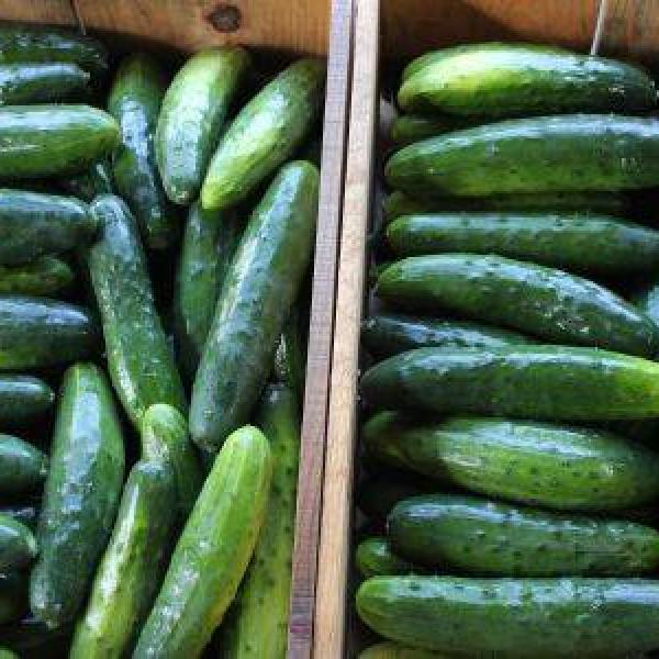 Cucumbers, Large