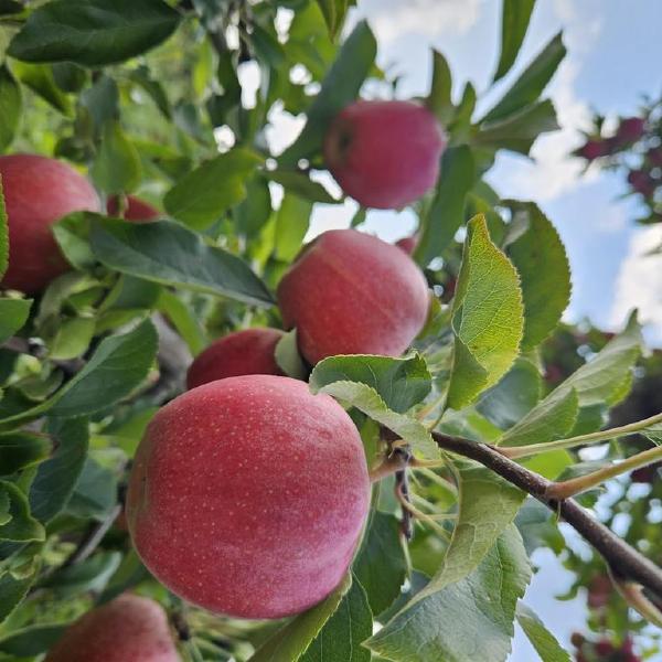 2026 MIXED Winter Apples, All 4 Pick Ups