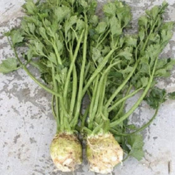 Celeriac