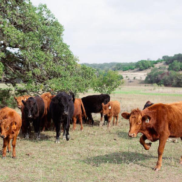 Twice Monthly Beef Share