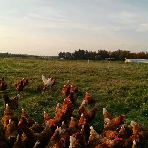 2025-26 Egg Share