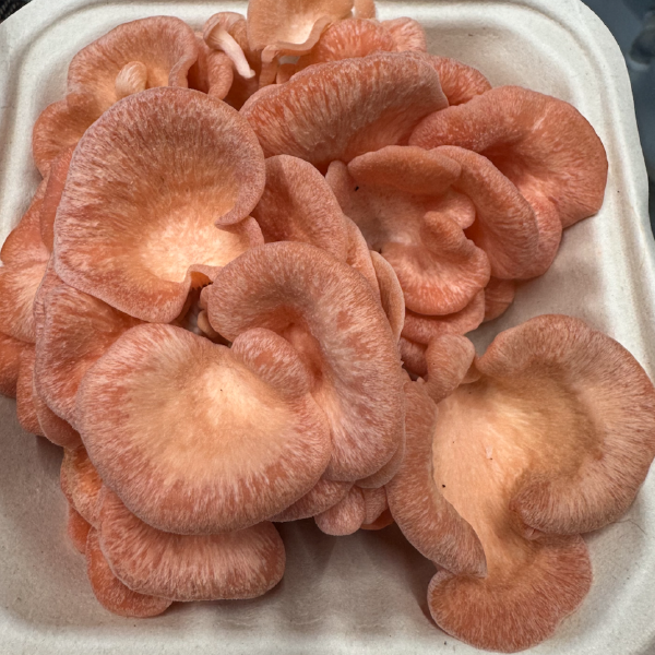 Mushrooms | Sky Island Mushrooms