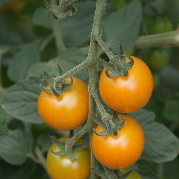 Cherry Tomato- Sungold