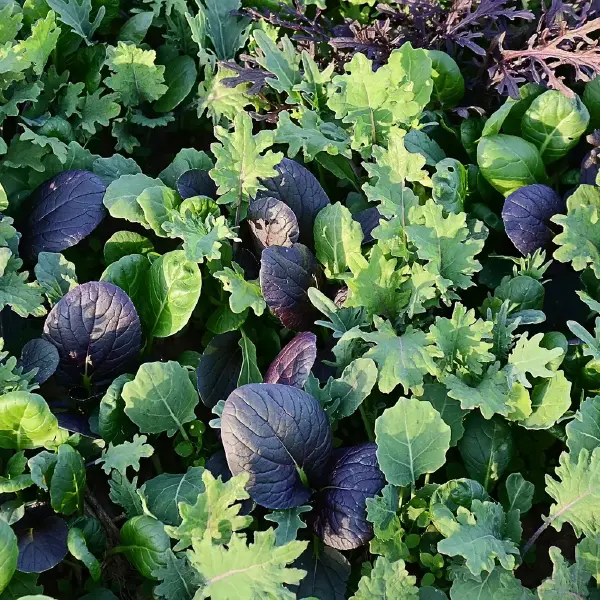 Brassica Mix