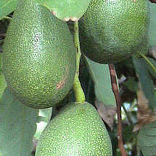 Fuerte Avocados