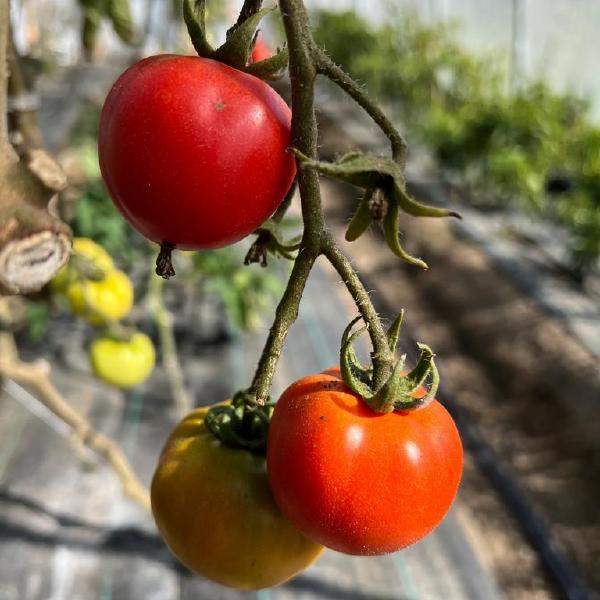 Jaune Flamme Tomatoes