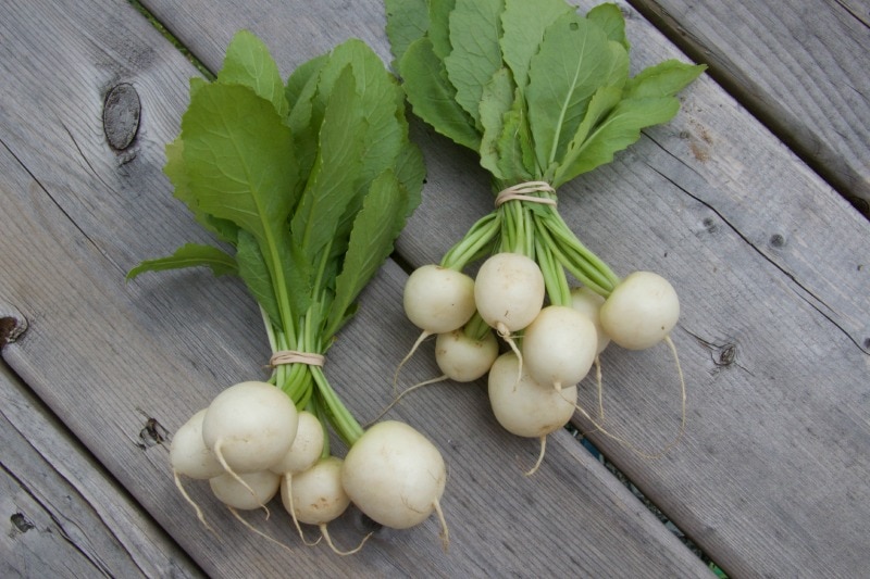 Turnips, Hakurei