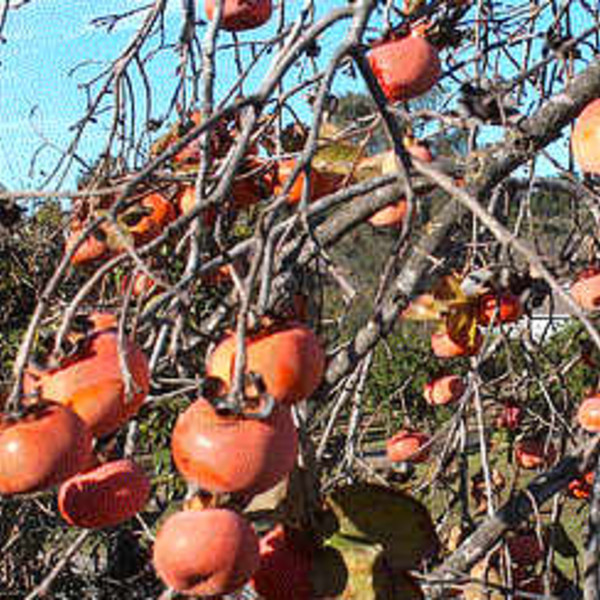 Fuju Persimmons