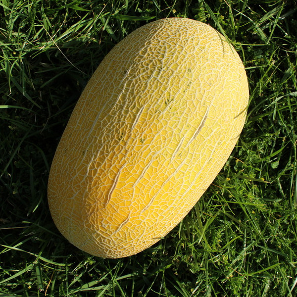 Melons