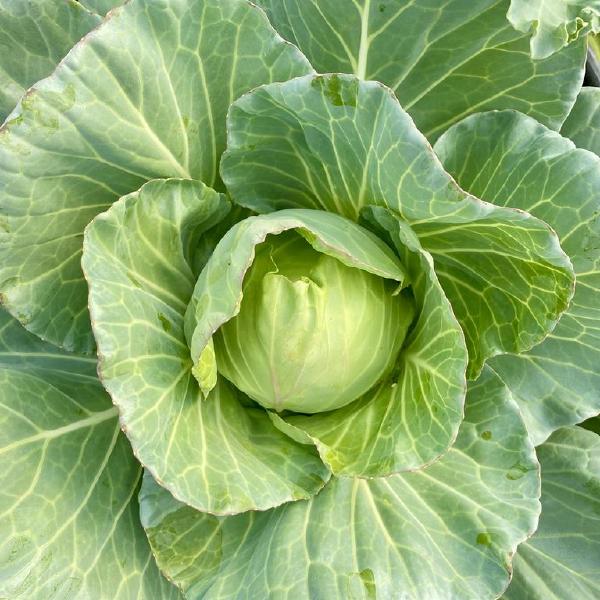 2026 Full Veggie Share