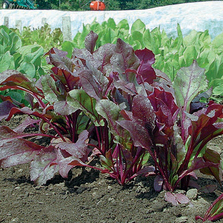 Beet Greens