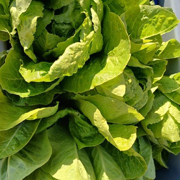 Lettuce