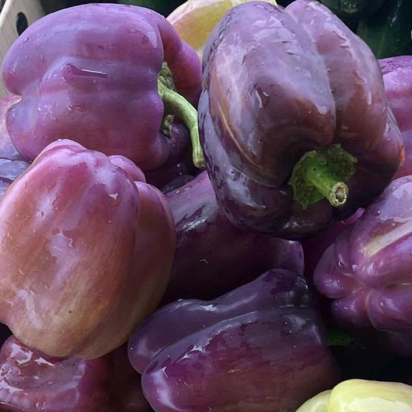 Peppers, Purple Bell