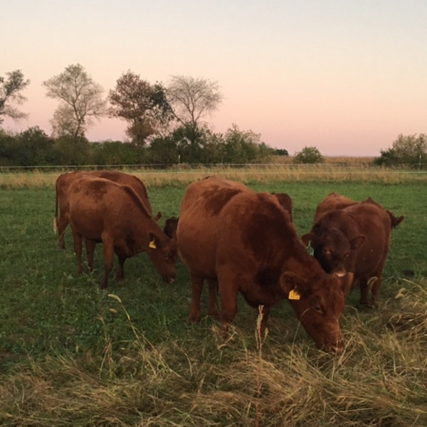 25# Beef Sampler Pack