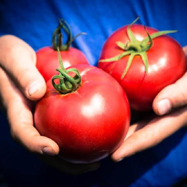 20lb case of Organic Tomatoes