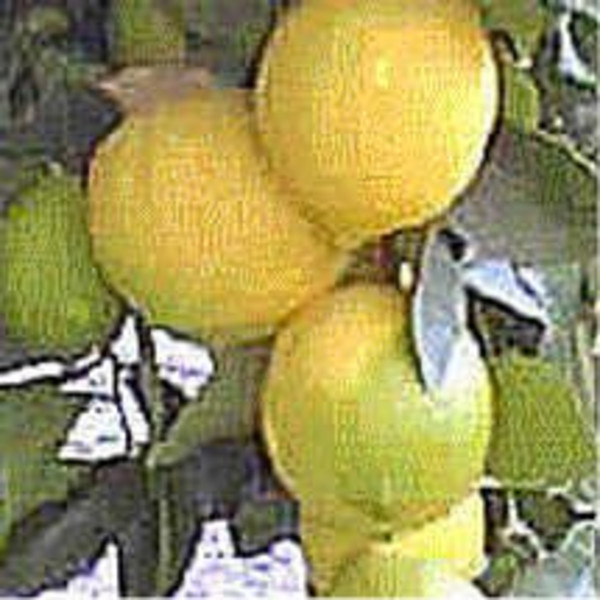 Eureka Lemons -  Fresh