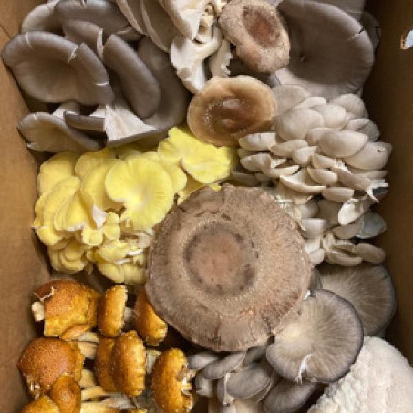 Mushroom Half Share 2026