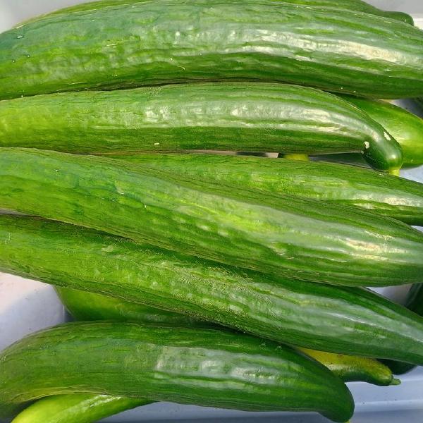 Cucumber