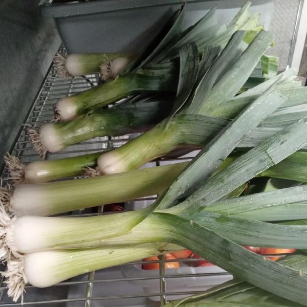 Leek