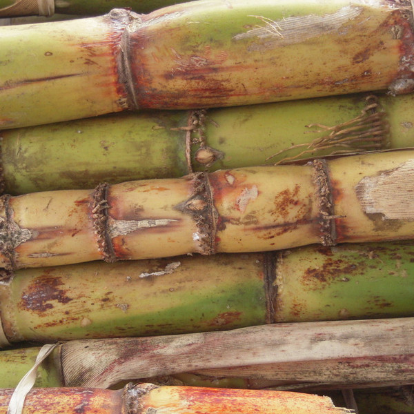 Green Sugarcane