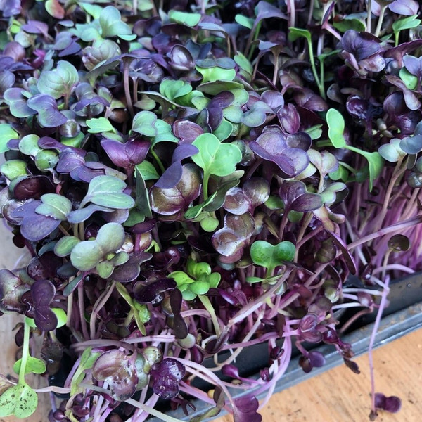 Red Rambo Microgreens
