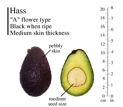 Hass Avocados — Melissas Produce