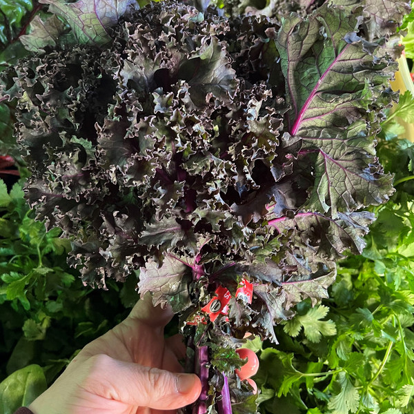 Kale, Red Bor