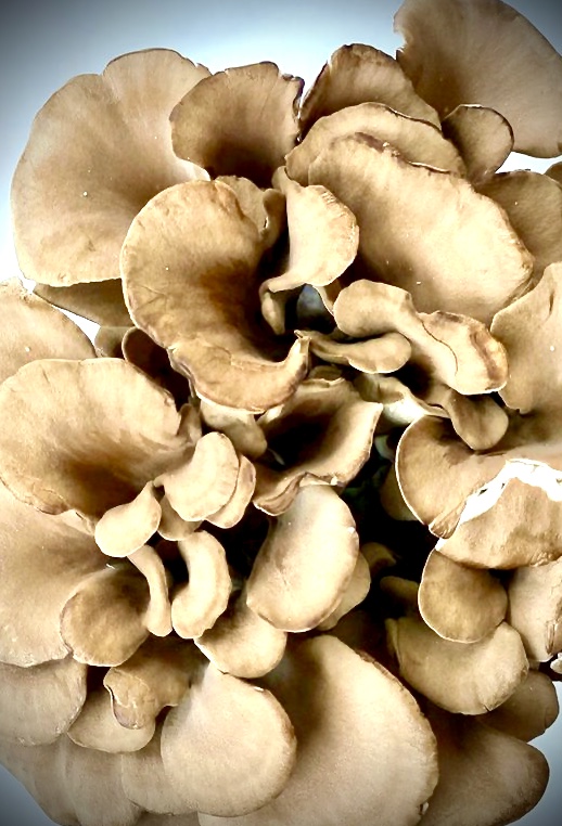 Mushrooms, Maitake organic
