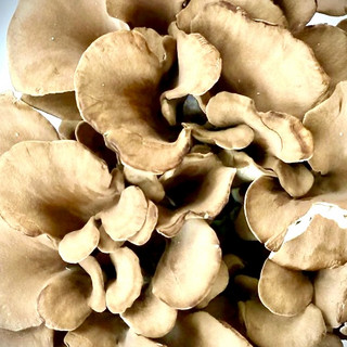 Mushrooms, Maitake organic