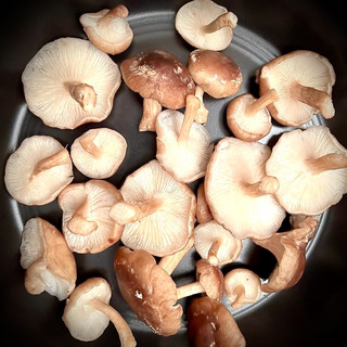 Mushrooms, Shiitake
