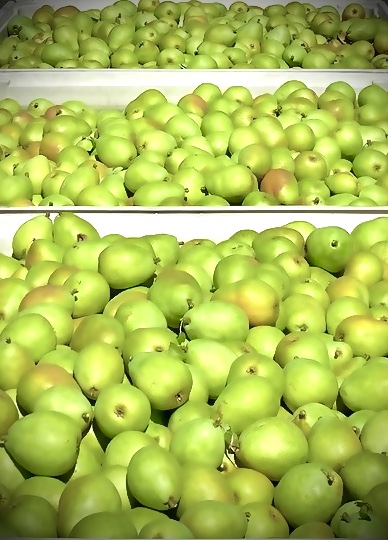 Pears, Green d'anjou
