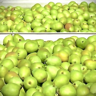 Pears, Green d'anjou