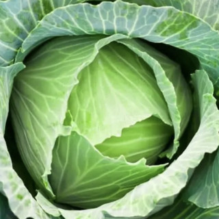 Cabbage, Green 45 pounds