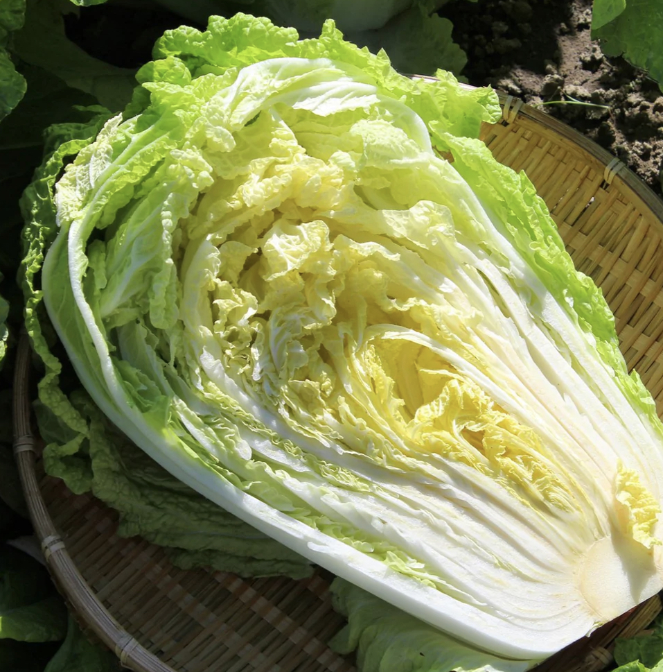 Cabbage, Napa