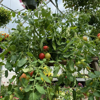 Hanger, Cherry Tomato