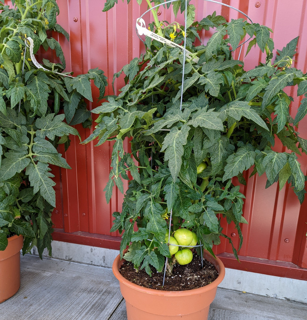 Patio Pot, Tomatoes
