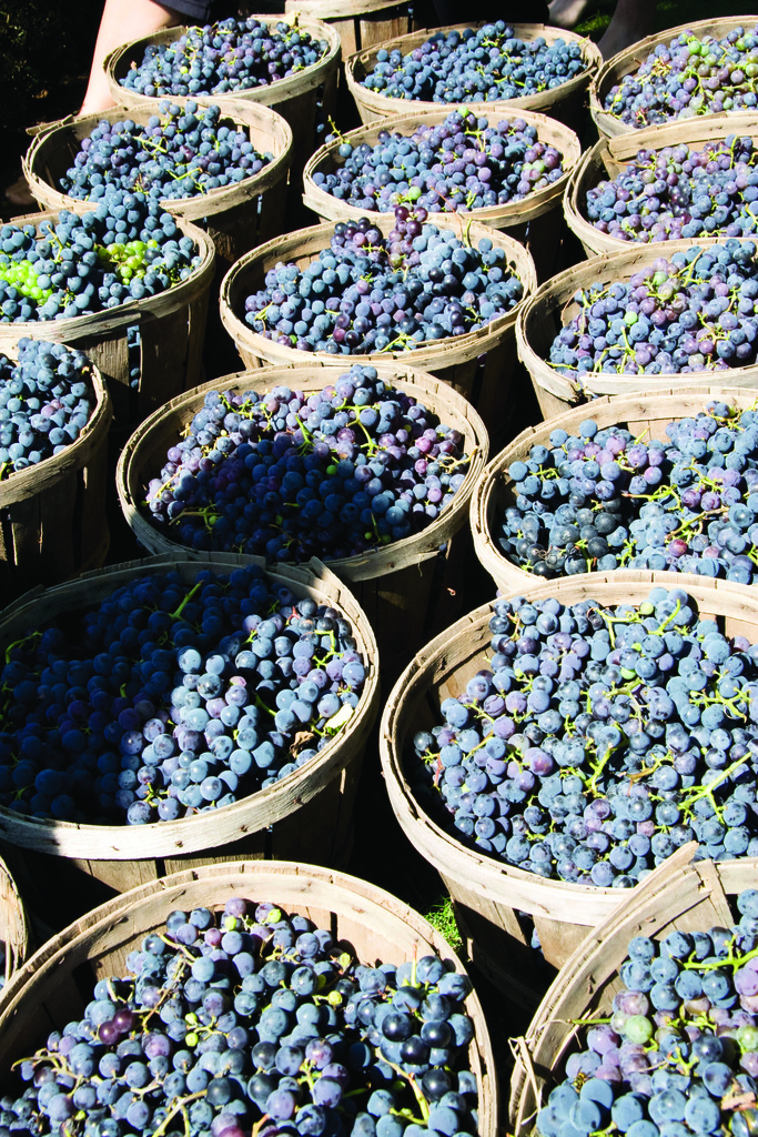 Vizcarra Vineyards Wine