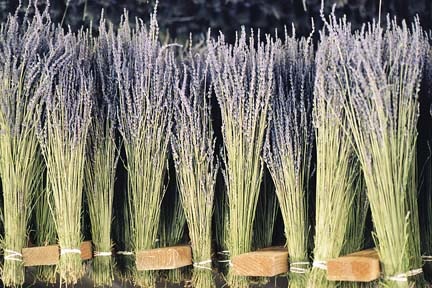 5 Bunches of Dried Lavender