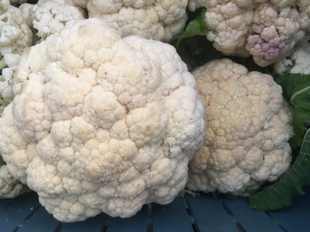 Vegetable, Cauliflower