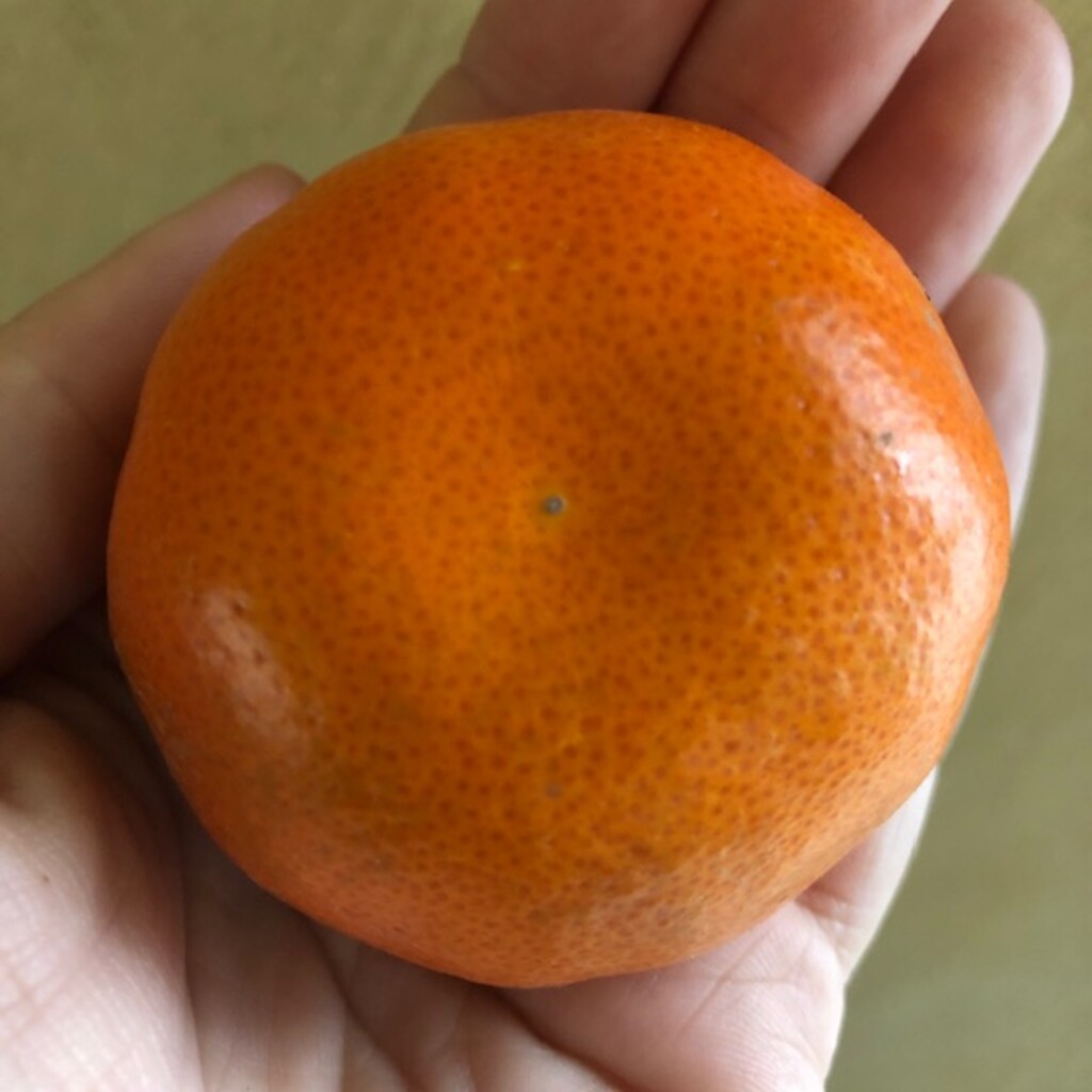 Mandarins from Gold Oak Partnership