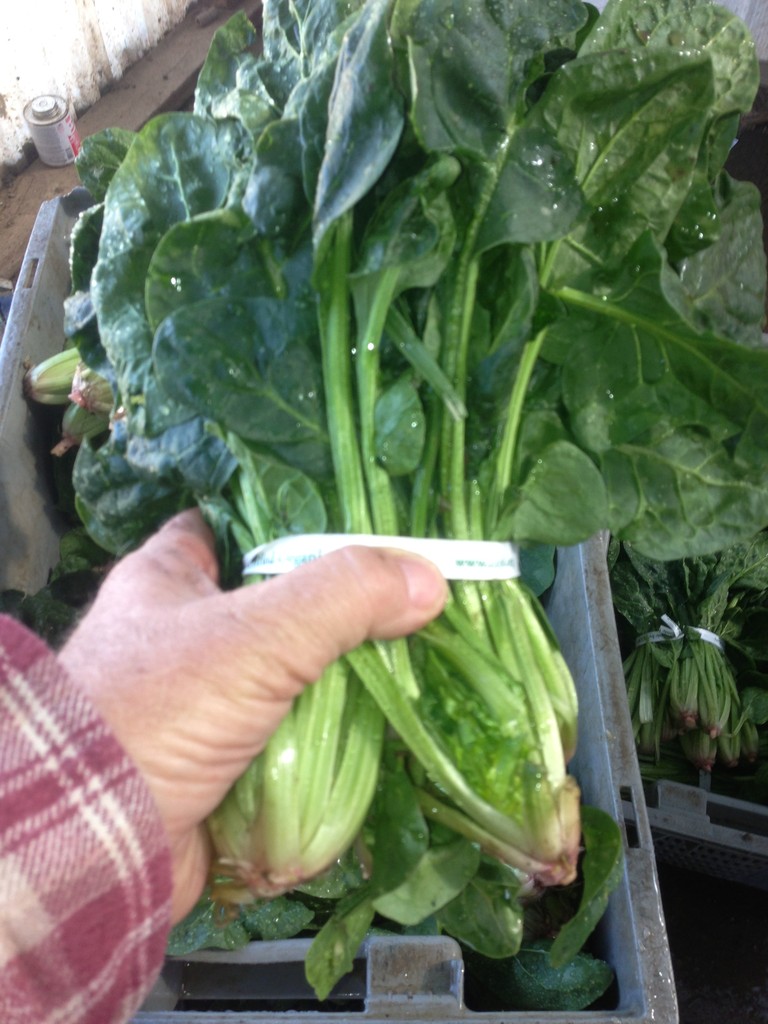 Vegetable, Extra (Farm's Choice)