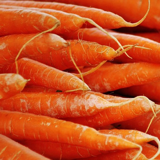 Carrots from Terra Firma Farm