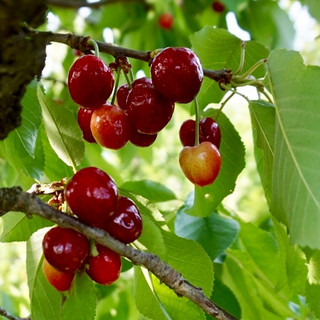 Fruit, Cherries