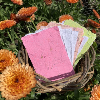 Marigold Seed Paper Greeting Cards